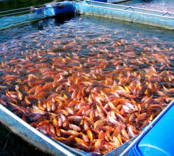 Sustainable fish and aquatic produce using modern, eco-friendly systems to ensure quality and environmental responsibility.