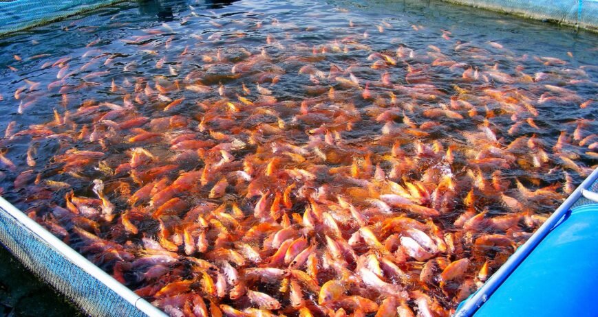 Sustainable fish and aquatic produce using modern, eco-friendly systems to ensure quality and environmental responsibility.