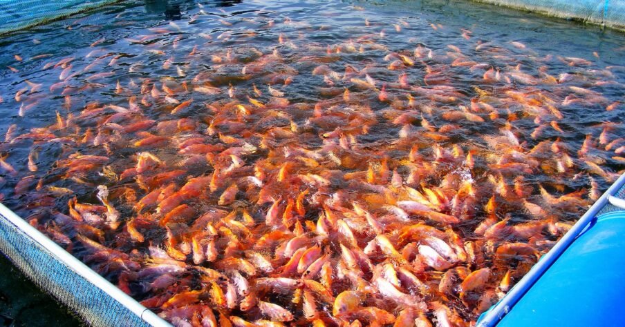 Sustainable fish and aquatic produce using modern, eco-friendly systems to ensure quality and environmental responsibility.