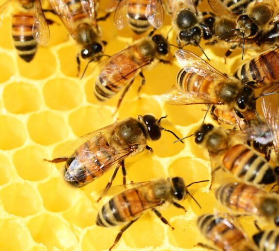 Pure, natural honey and hive products from healthy, sustainably managed bees that also enhance farm pollination.