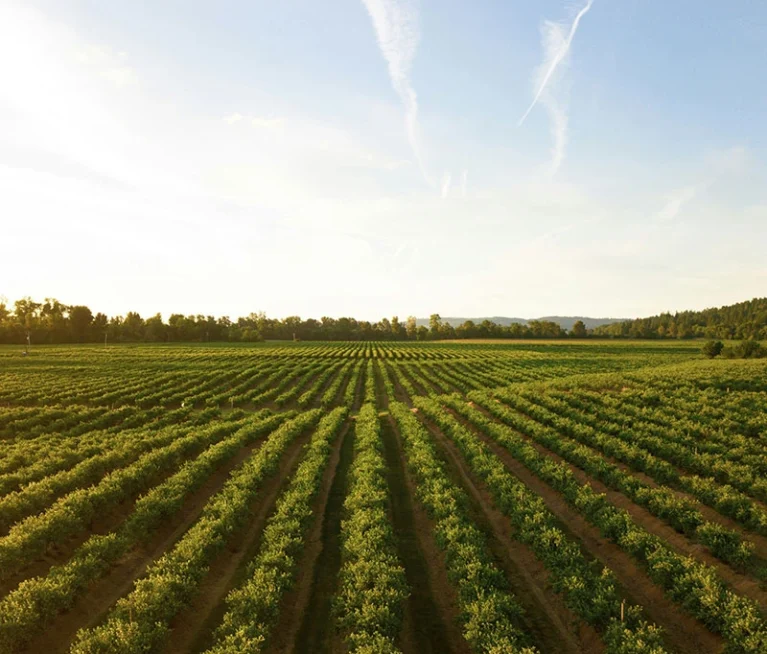 Crop insurance is no longer a luxury reserved for the agricultural giants.