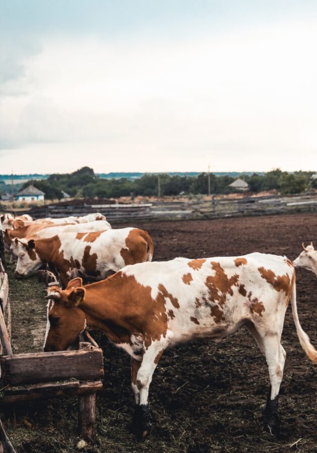 Agricultural Constultancy