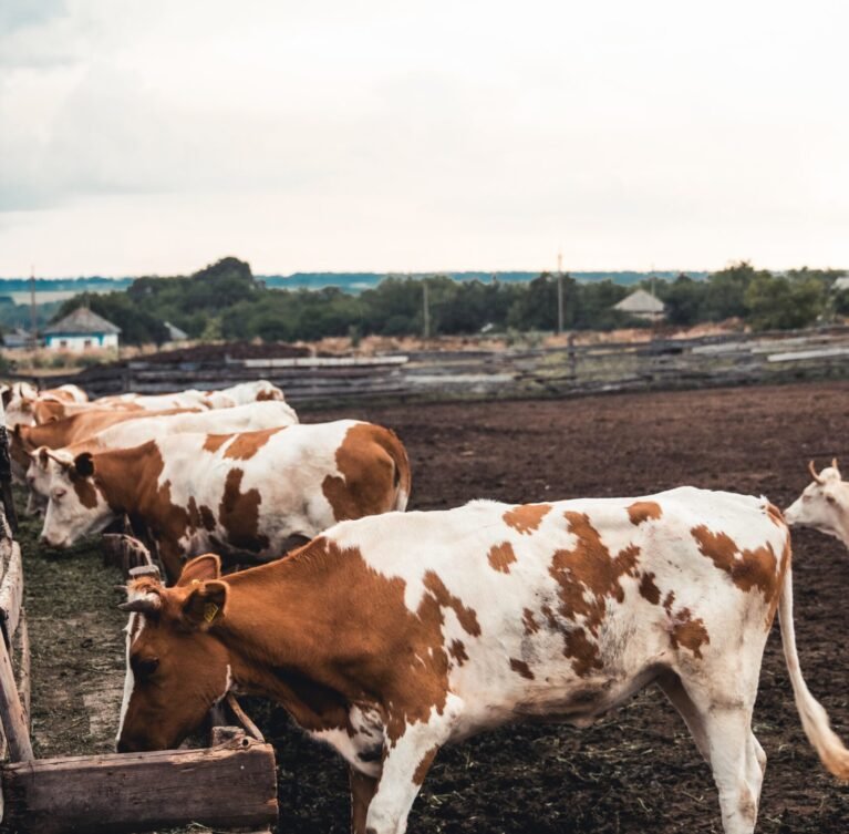 Premium, ethically raised meats including T-bone, rump, sirloin, and pedigree breeds for high-end markets.