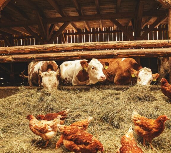 Premium, ethically raised meats including T-bone, rump, sirloin, and pedigree breeds for high-end markets.