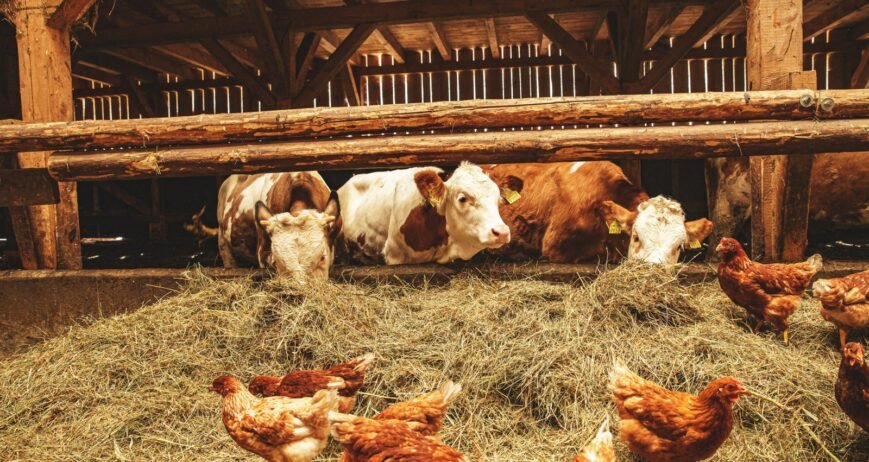 Premium, ethically raised meats including T-bone, rump, sirloin, and pedigree breeds for high-end markets.