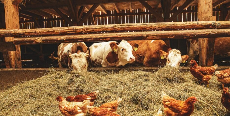 Premium, ethically raised meats including T-bone, rump, sirloin, and pedigree breeds for high-end markets.